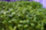 Micro greens.jpg
